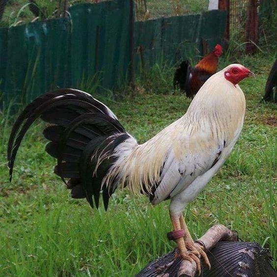 Đá gà cựa sắt uy tín nhất – Đá gà Campuchia