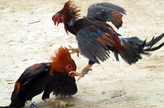 Đá gà Cựa Sắt – Trực Tiếp Tại Campuchia