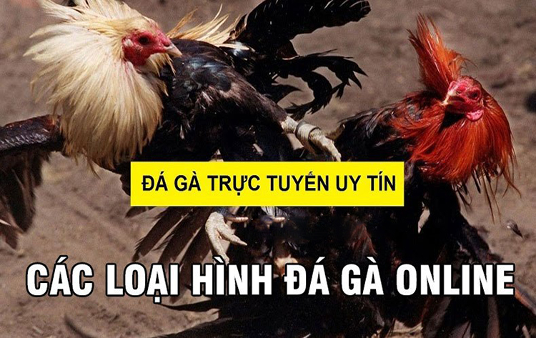 Các loại hình đá gà online thời hiện đại