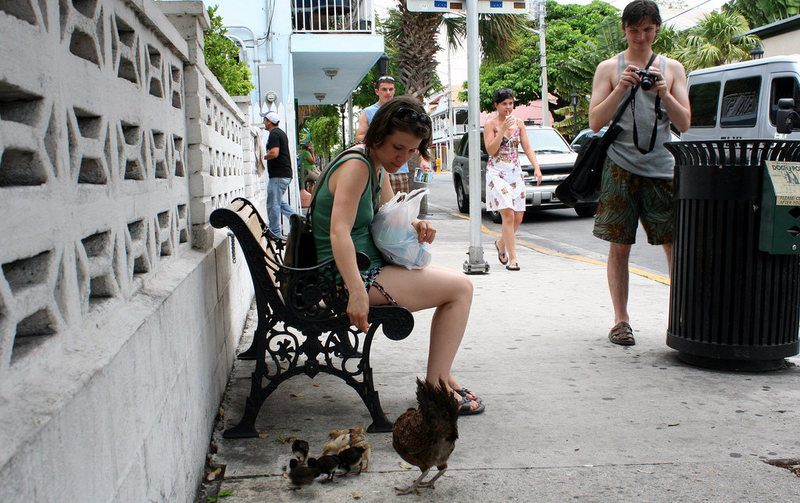 Cho gà ăn là phạp pháp luật lệ kỳ lạ trên đảo nhỏ tại Mỹ