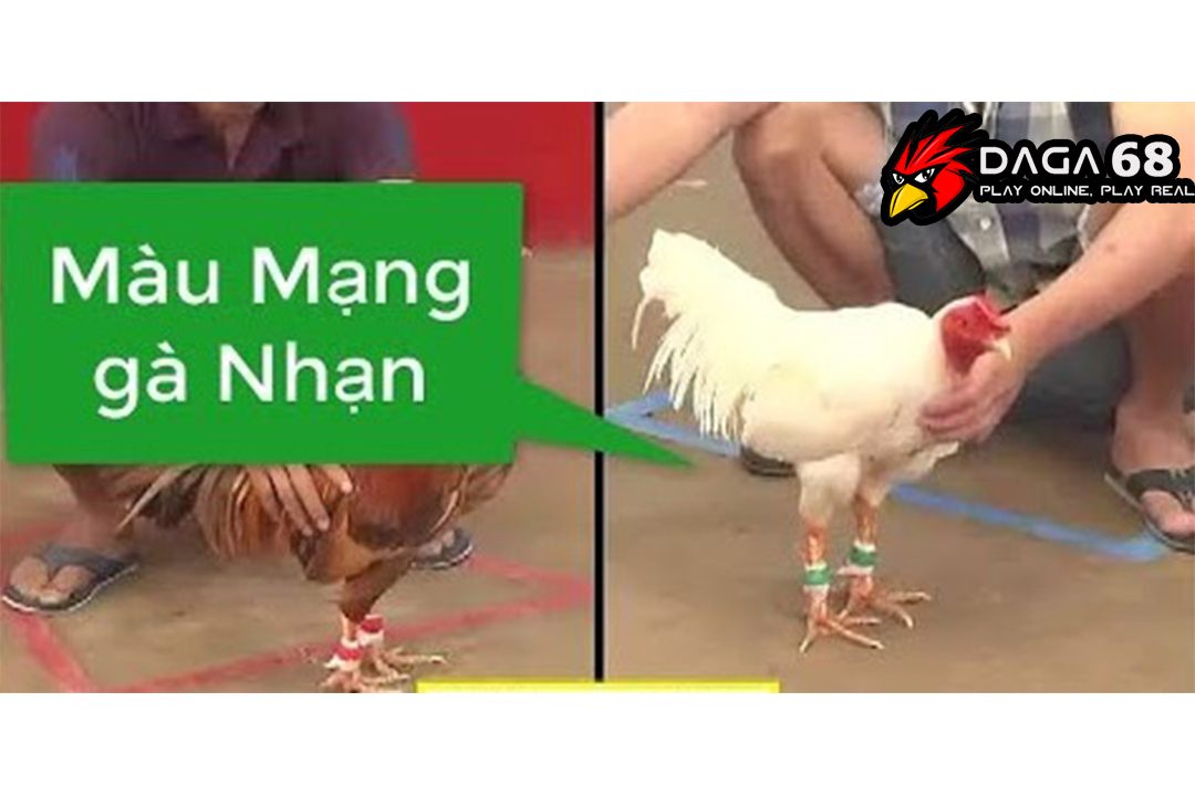 Cách xem màu mạng gà nhạn