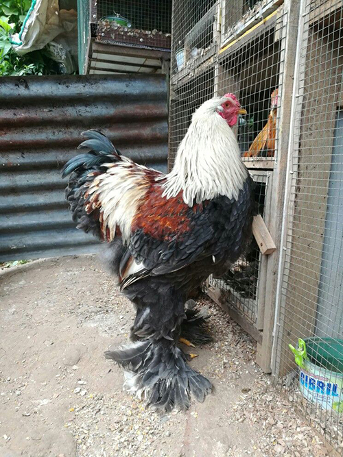 Gà Brahma – Bí quyết nuôi “vua các loại gà”